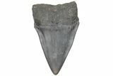 Fossil Broad-Toothed Mako Tooth - South Carolina #214604-1